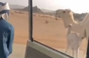 Видео: Самый быстрый и смешной способ убрать верблюда с дороги