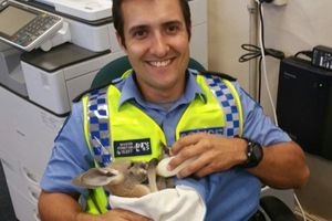 В Австралии полицейский спас детеныша кенгуру от когтей орла