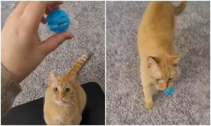 Котопес: котяра играет с мячиком, как собака