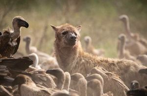 Видео: Одна гиена против целой стаи стервятников