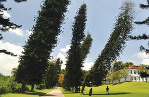 Тянет налево: странные деревья, которые склоняются вбок, если их пересадили