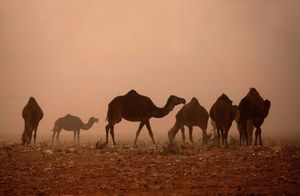 Видео: Как верблюдам удается пережить песчаную бурю