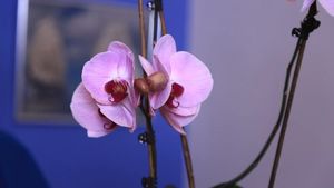 Аптечное средство, которое вернёт Орхидее здоровье, рост и цветение