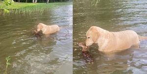 Маленький оленёнок утонул бы в озере, если бы на помощь не пришёл пёс