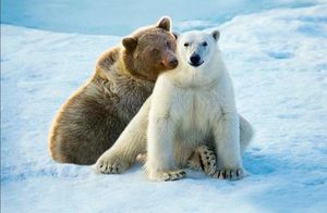 Кто родится от союза бурого медведя с белым: удивительные пизли Арктики