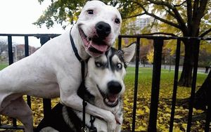 Смешные фото собак, которые поднимут настроение. Гарантированно!