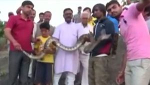В Индии мужчину укусила змея, когда он делал селфи