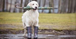 Собачьи дождевики и «вывернутые» зонтики: защищаем своего питомца от дождя