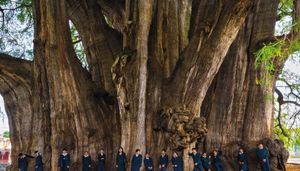Как выглядит дерево Туле, древний кипарис в Мексике с самым толстым в мире стволом