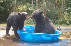 Видео: Забавное сражение двух медведей за место в бассейне