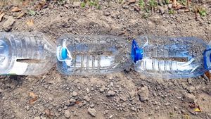 Красота на участке из 5-литровых пластиковых бутылок
