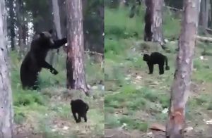 Видео: Кот Вася прогнал дикого медведя и спас хозяев