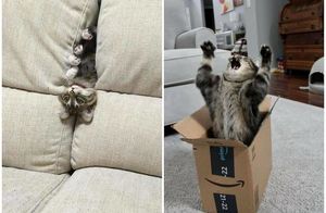 17 уморительных снимков котов, которые занимаются дуракавалянием