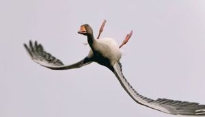 Зачем дикие гуси летают вверх ногами