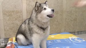 В ветклинике Новосибирска нашли работу собаке-инвалиду