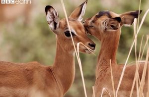 Видео: Почему долину Луангва в Замбии называют детским садом для зверей