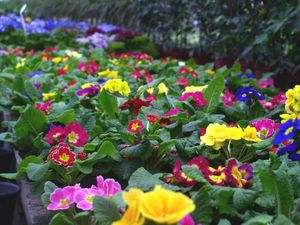 Как стимулировать цветение комнатных растений