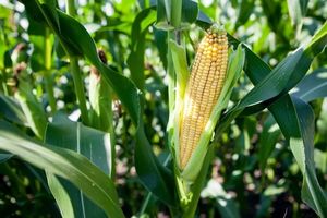 Почему на кукурузе нет початков