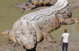 Видео: Один на весь мир — аномально большие животные, снятые на камеру