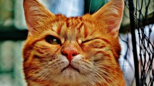 Учёные выяснили, понимают ли кошки человеческую речь