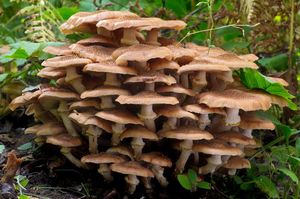 10 самых популярных съедобных грибов