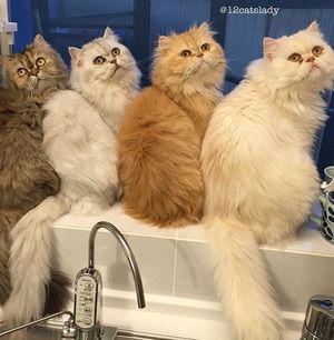 В доме жительницы Японии живут 12 кошек породы персидская шиншилла