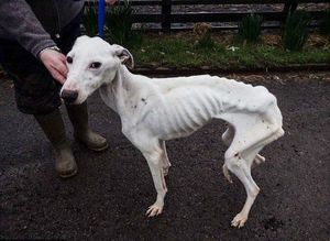 В Великобритании защитники животных спасли едва не заморенную голодом до смерти собаку