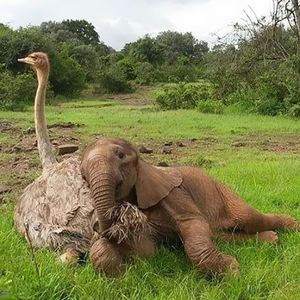 Страус стал лучшим другом осиротевшему слоненку