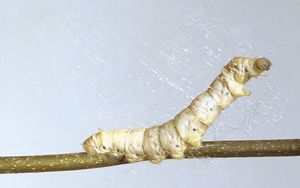 Наука позволила гусеницам шелкопряда вырабатывать сверхпрочную шёлковую нить