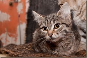 Счастливая история кошки Бони, рассказанная со слов её хозяйки