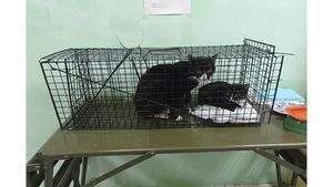 Из квартиры в Нижнем Тагиле спасли 12 кошек, запертых без еды и воды