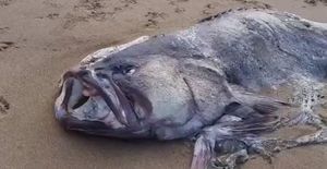 Рыба-монстр размером с человека распугала весь пляж. Никто не понял, что это за создание