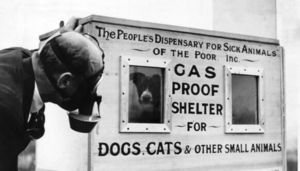 «Британская резня питомцев»: зачем люди добровольно убили 750 тысяч кошек и собак