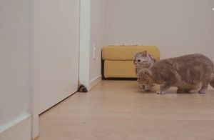Видео: Реакция кошек, которые встретили поддельную кошку