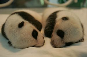 От 100 г до 160 кг: как рождаются и растут панды
