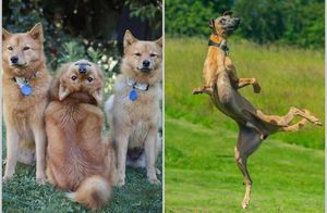 20 уморительных фото, которые доказывают, что собаки иногда бывают очень глупыми