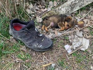 Щенок жил в ботинке, пока его не приютил волонтер – теперь малыша не узнать