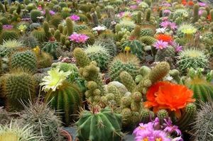 Как вырастить кактус из семян: правила посадки, процент всхожести, особенности полива и ухода за цветком