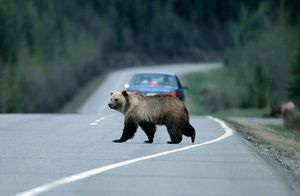 Видео: Семейство медведей преградило водителю дорогу