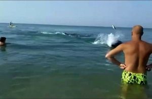 Видео: Дельфин бросает рыбу в туристку на берегу Черного моря
