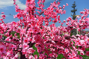 Розовое дерево и околомузеонье
