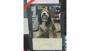 Собаку поместили на доску позора в магазине
