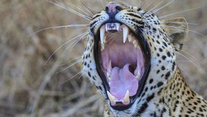 Дорога каждая секунда: животные с большим мозгом зевают дольше