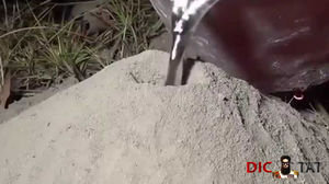Что будет если в муравейник залить расплавленый алюминий