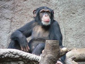 Зоопарк запретил посетительнице навещать шимпанзе, с которым у нее «роман»