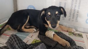 В Краснодарском крае люди нашли щенка без признаков жизни и спасли его