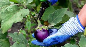 Уборка урожая баклажанов: 3 вопроса про баклажаны