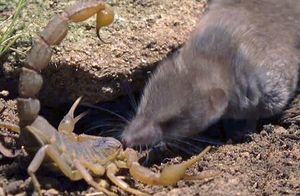 Видео: Землеройка — маленький, но вечно голодный охотник на скорпионов и змей