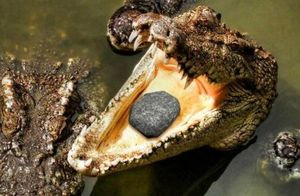 Видео: Зачем крокодилы едят камни
