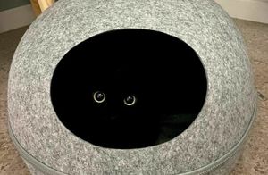 10 фото черного кота, который заставит забыть о плохих приметах